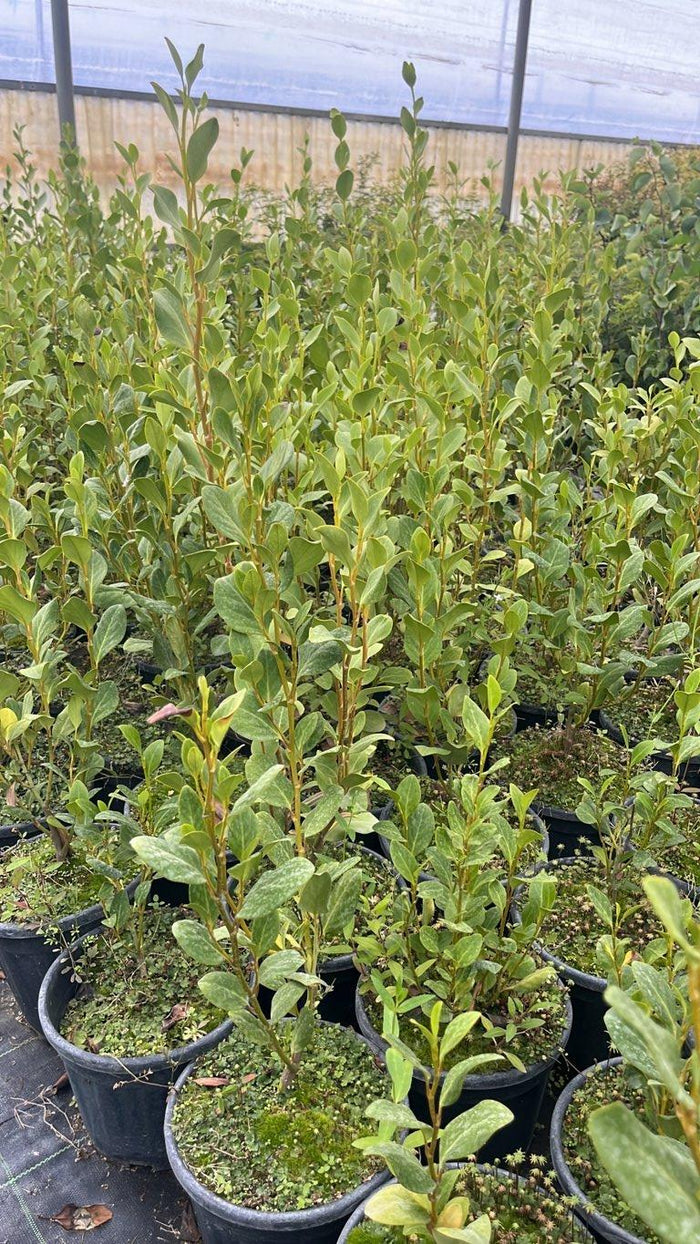 Griselinia Littoralis Green Horizon — vaso 1,5 litri