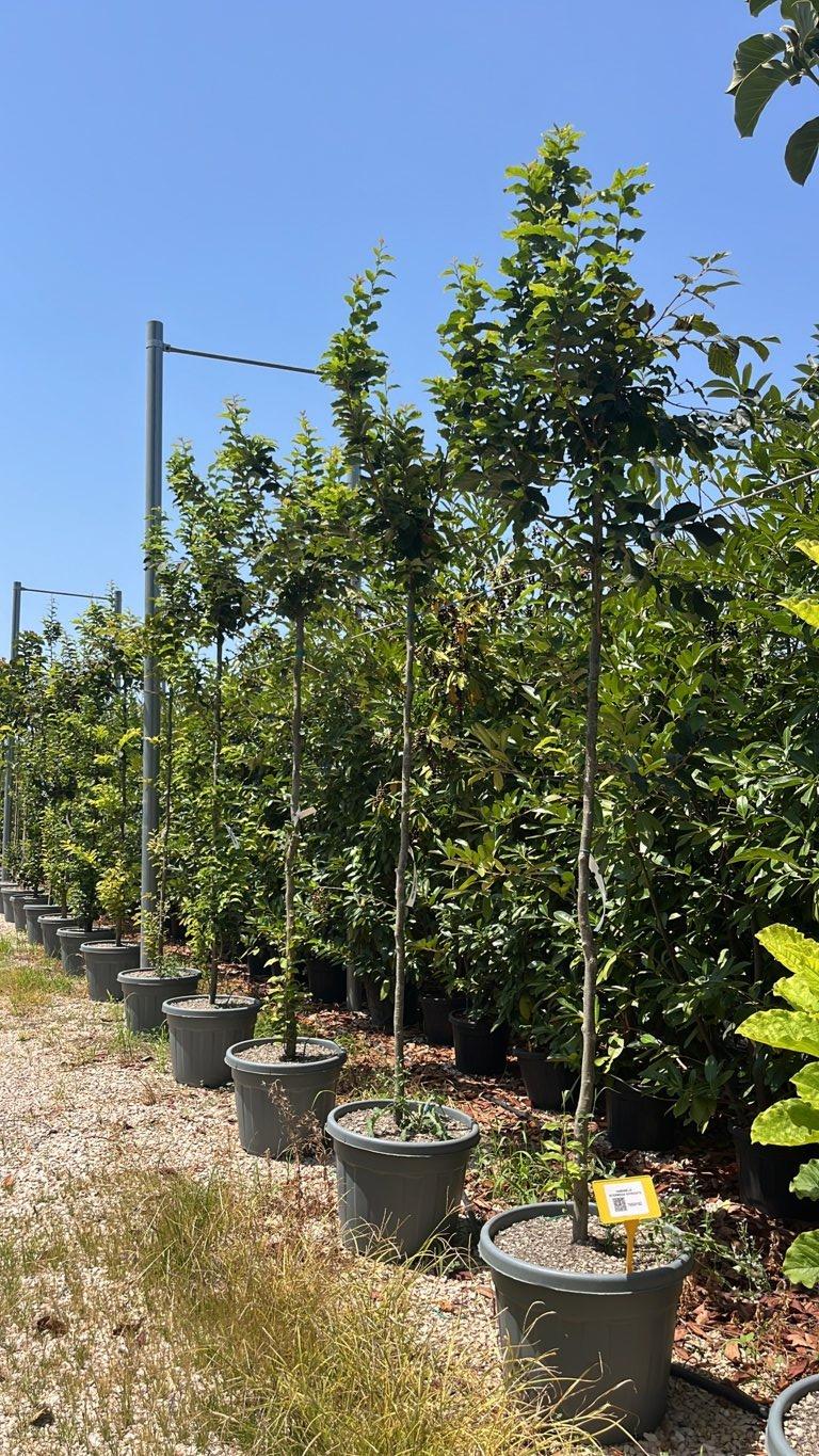 Hamamelis Intermedia Aphrodite (Amamelide) — Albero, circonferenza 8/10 cm, vaso 70 litri