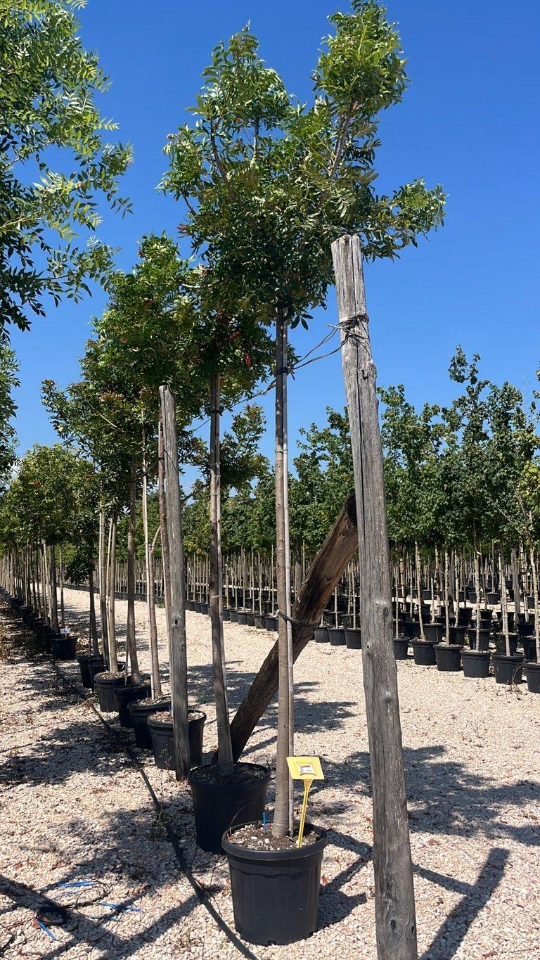 Harpephyllum Caffrum (Prugna cafra) — Albero, circonferenza 14/16 cm, vaso 45 litri