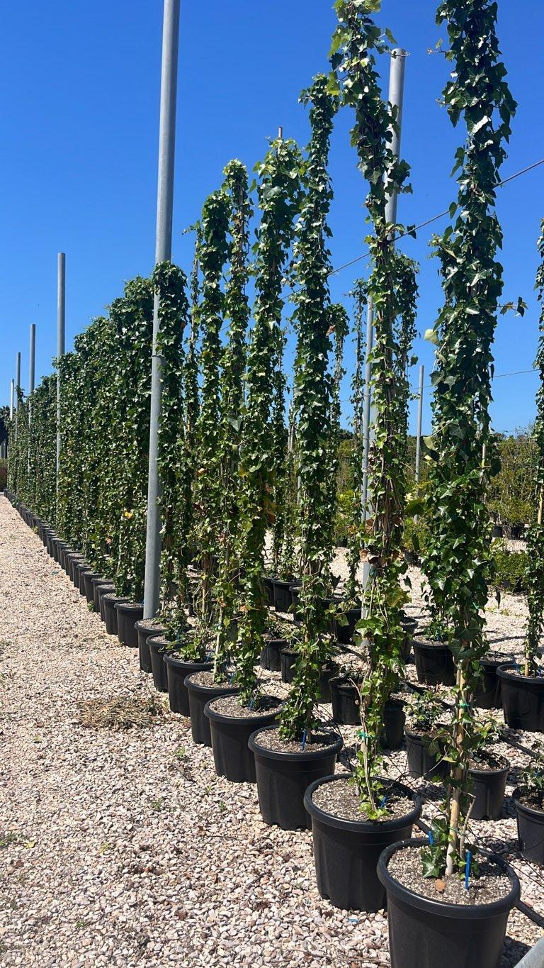 Hedera Helix Hibernica (Edera) — Rampicante, canna 300 cm, vaso 30 litri