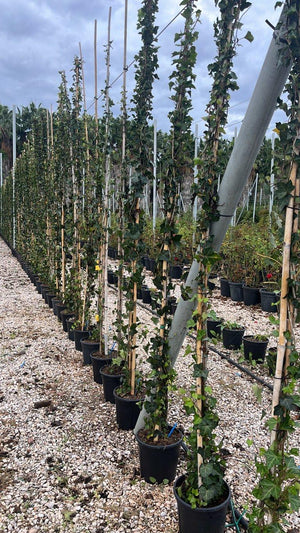 Hedera Helix Hibernica Woerner (Edera) — Rampicante, canna 300 cm, vaso 9 litri