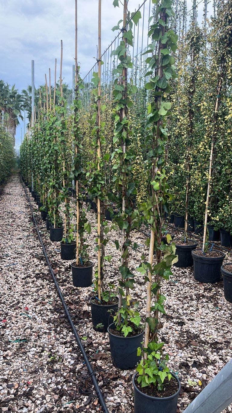 Hedera Helix Montgomery (Edera) — Rampicante, canna 300 cm, vaso 9 litri