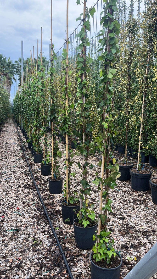 Hedera Helix Montgomery (Edera) — Rampicante, canna 300 cm, vaso 9 litri