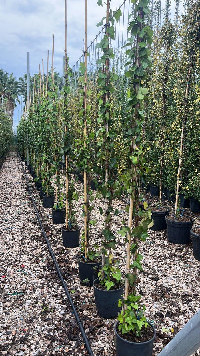 Hedera Helix Montgomery (Edera) — Rampicante, canna 300 cm, vaso 9 litri
