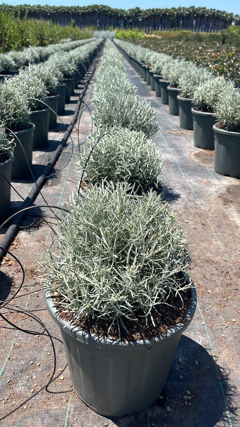 HELICHRYSUM ITALICUM Elicriso