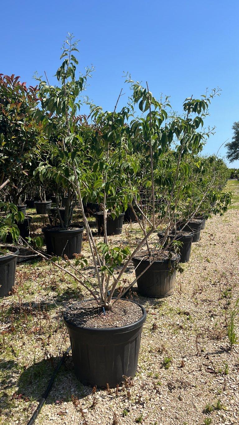 Heptacodium Miconioides — Cespuglio, altezza 125/150 cm, vaso 90 litri