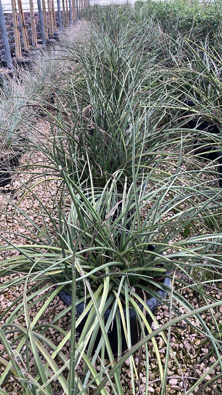 Hesperaloe Parviflora (Yucca rossa) — vaso 30 litri