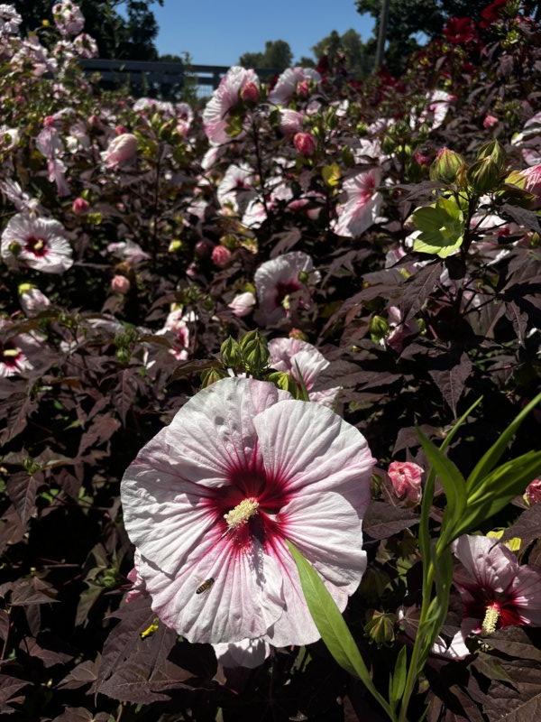 Hibiscus Moscheutos Cherry Cheesecake (Ibisco) — Cespuglio, vaso 9 litri