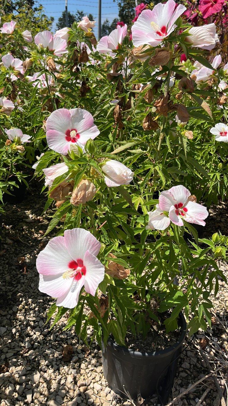 Hibiscus Moscheutos Fujin (Ibisco) — Cespuglio, vaso 9 litri
