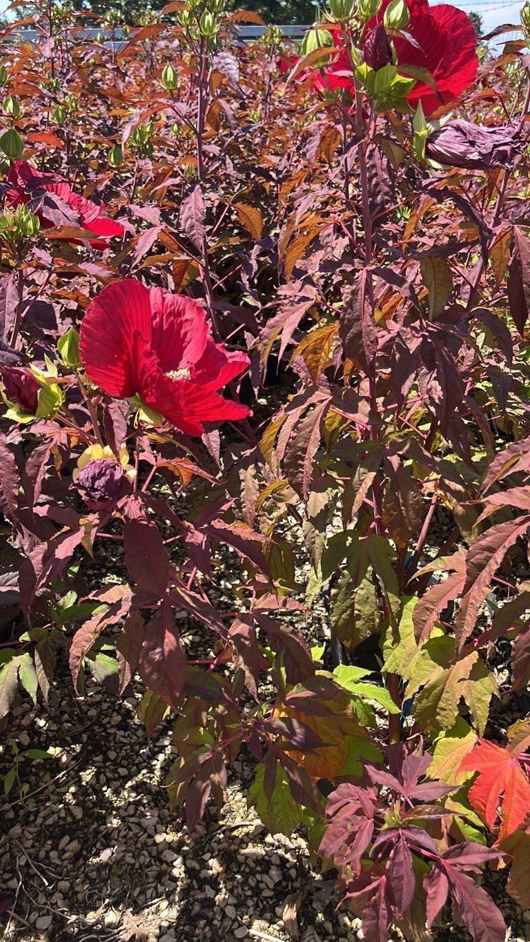 Hibiscus Moscheutos Midnight Marvel (Ibisco) — Cespuglio, vaso 9 litri
