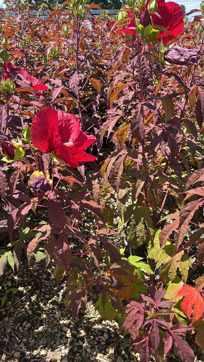 Hibiscus Moscheutos Midnight Marvel (Ibisco) — Cespuglio, vaso 9 litri