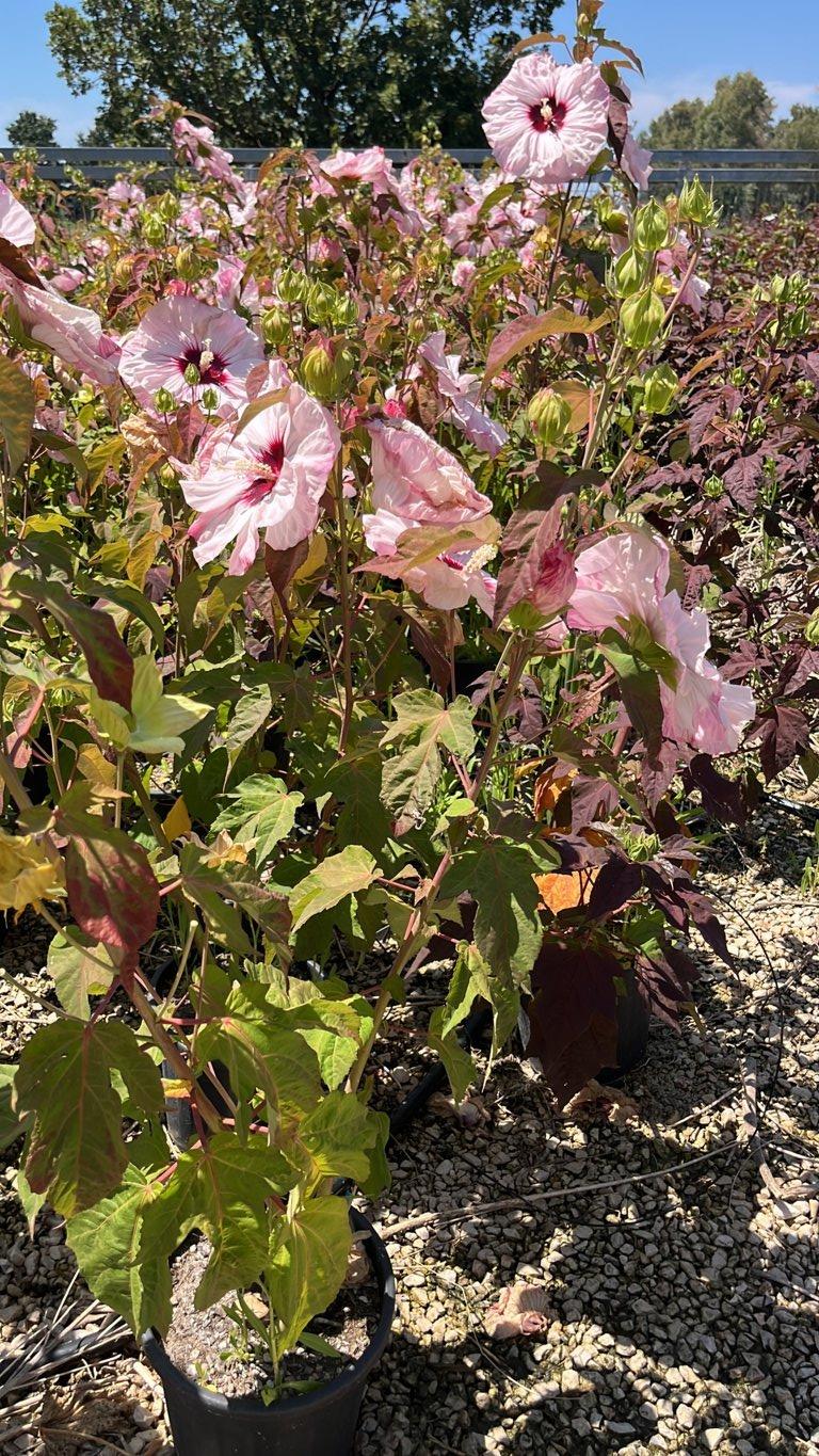 Hibiscus Moscheutos Perfect Storm (Ibisco) — Cespuglio, vaso 9 litri