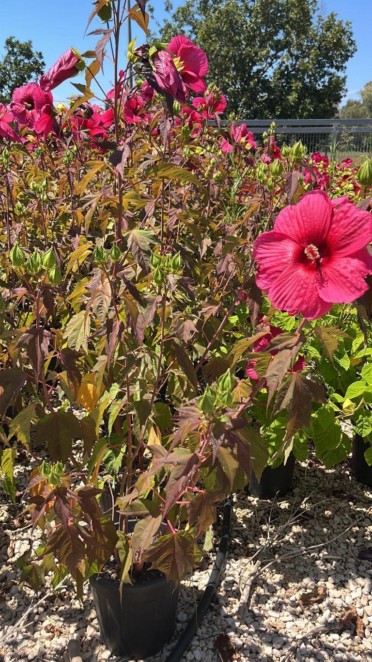 Hibiscus Moscheutos Planet Griotte (Ibisco) — Cespuglio, vaso 9 litri
