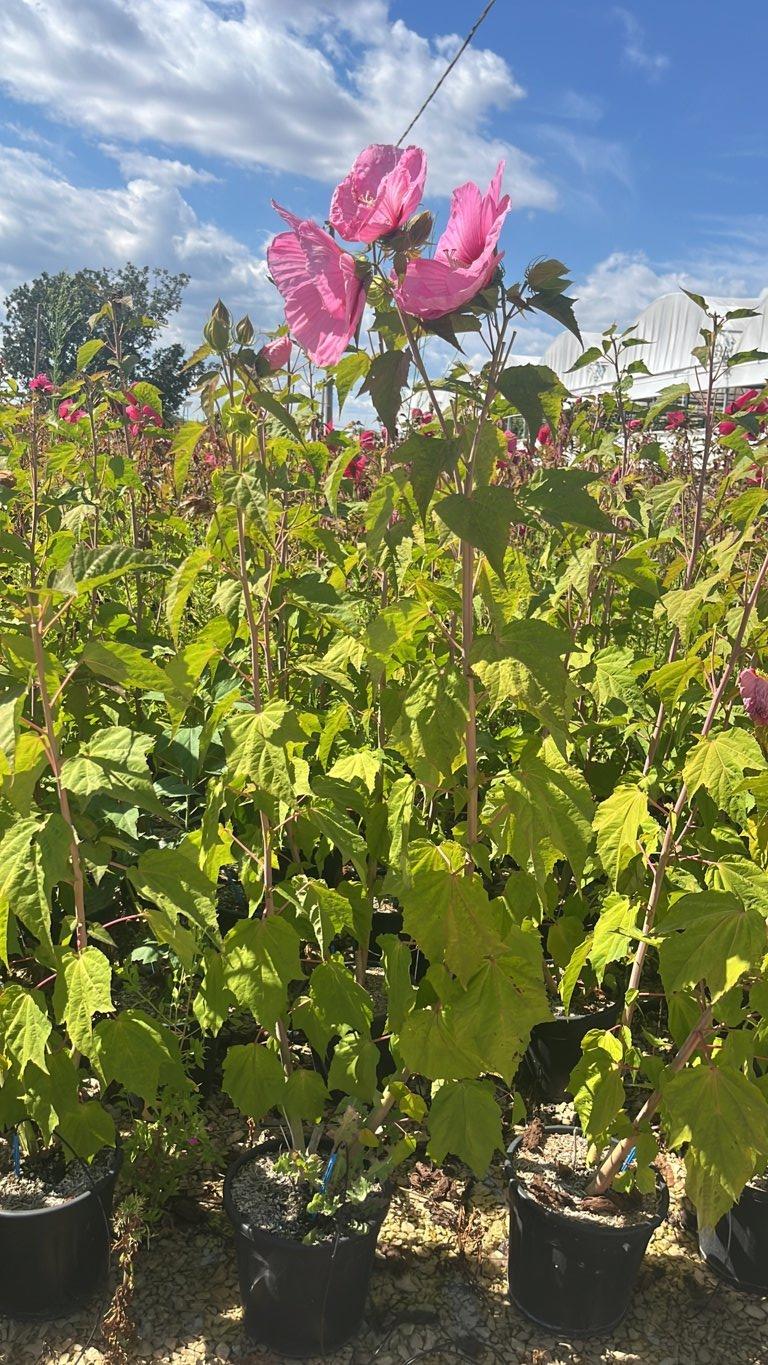 Hibiscus Moscheutos Planet Solene Tansol (Ibisco) — Cespuglio, vaso 9 litri
