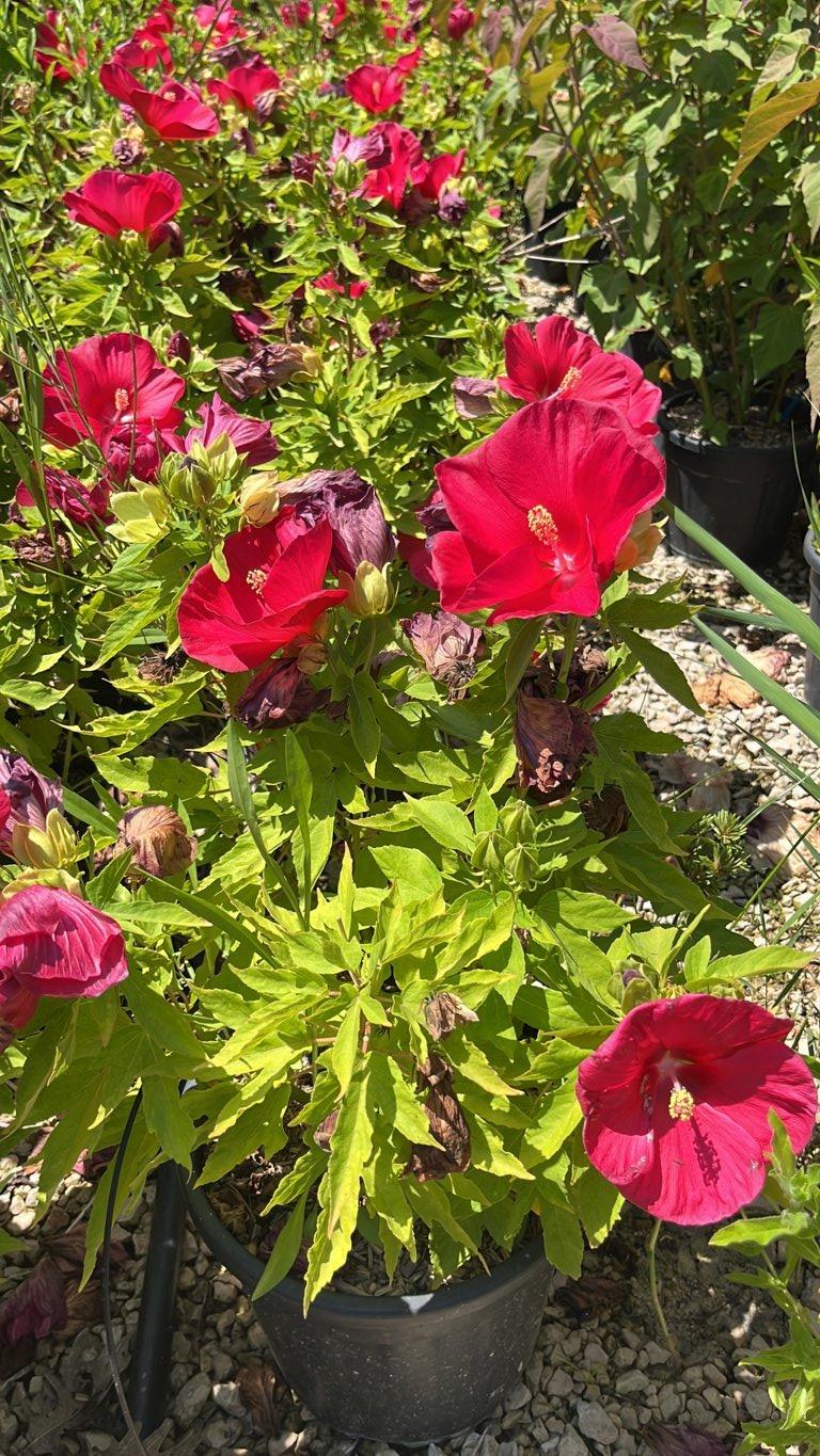 Hibiscus Moscheutos Raijin (Ibisco) — Cespuglio, vaso 9 litri