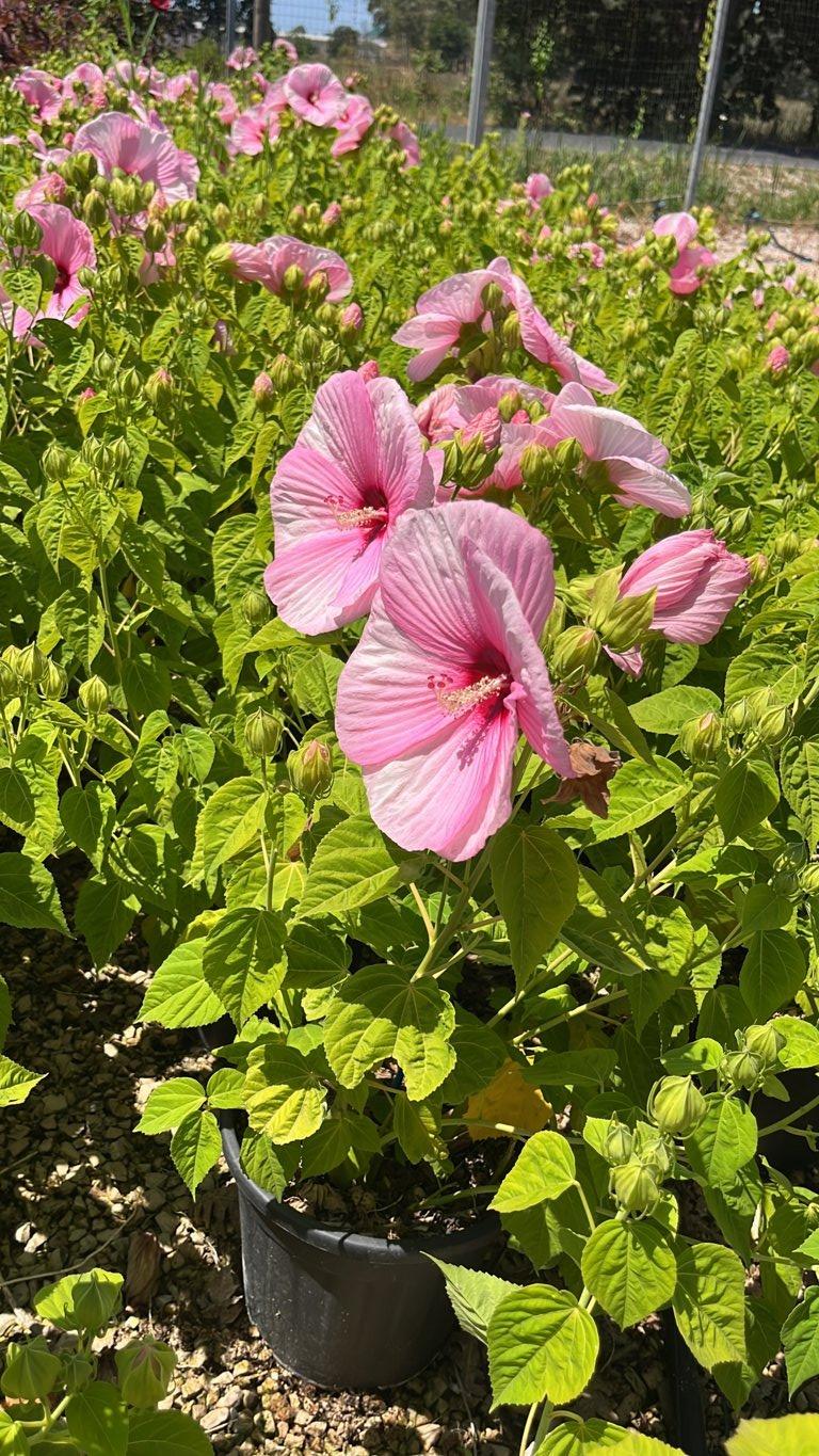 Hibiscus Moscheutos Rose Clair (Ibisco) — Cespuglio, vaso 9 litri