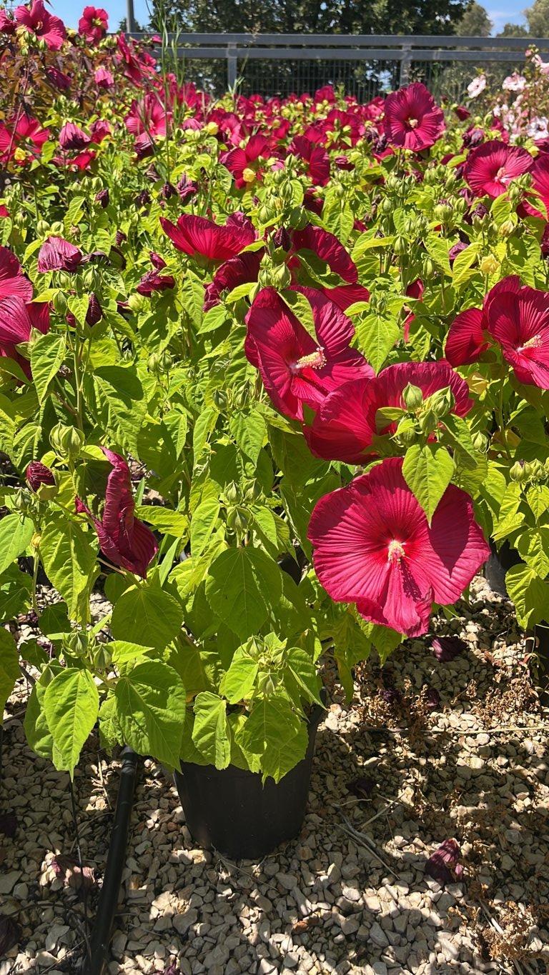 Hibiscus Moscheutos Rouge (Ibisco) — Cespuglio, vaso 9 litri