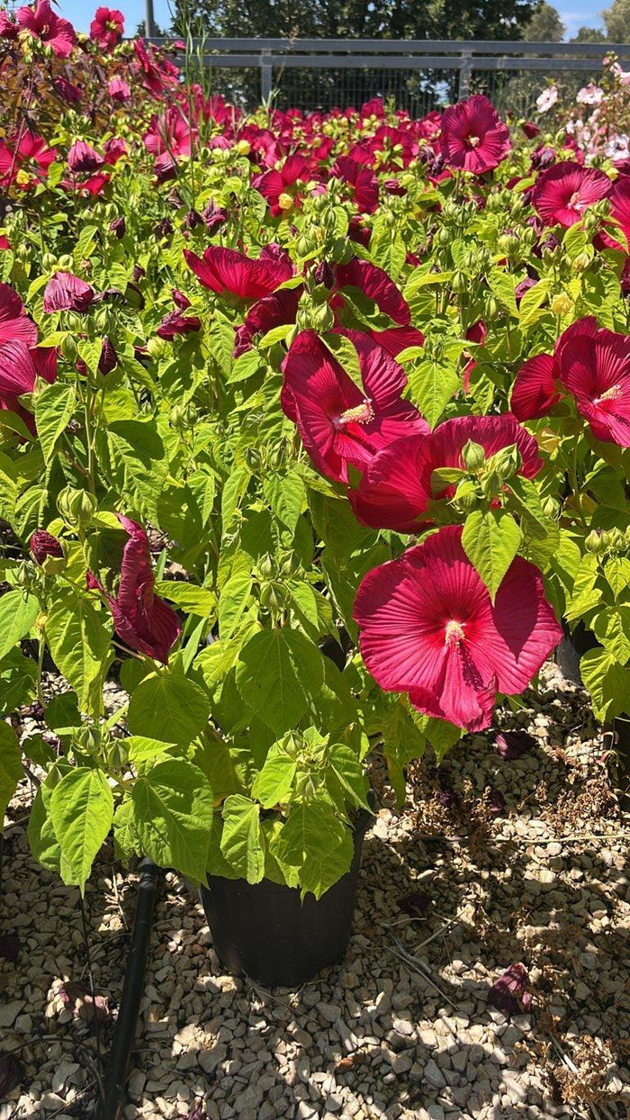 Hibiscus Moscheutos Rouge (Ibisco) — Cespuglio, vaso 9 litri