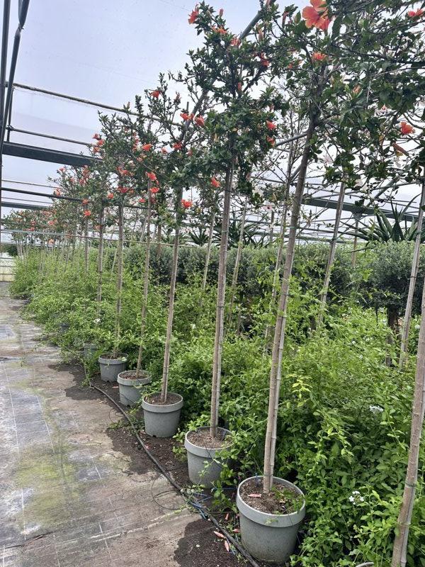 Hibiscus Rosa-Sinensis Arancio (Ibisco cinese) — Albero, circonferenza 10/12 cm, New Life 26