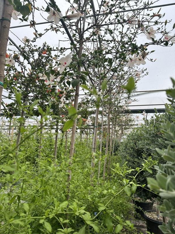 Hibiscus Rosa-Sinensis Bianco (Ibisco cinese) — Albero, circonferenza 10/12 cm, New Life 26