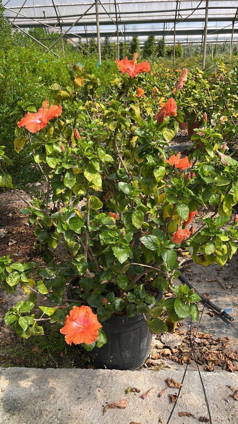 Hibiscus Rosa-Sinensis (Ibisco cinese) — Cespuglio, vaso 30 litri