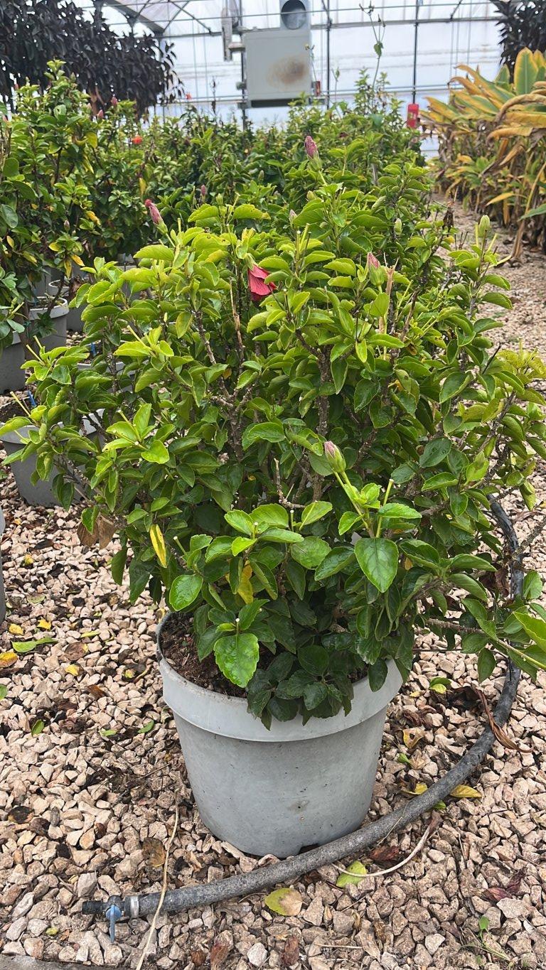 Hibiscus Rosa-Sinensis (Ibisco cinese) — Cespuglio, vaso 35 litri