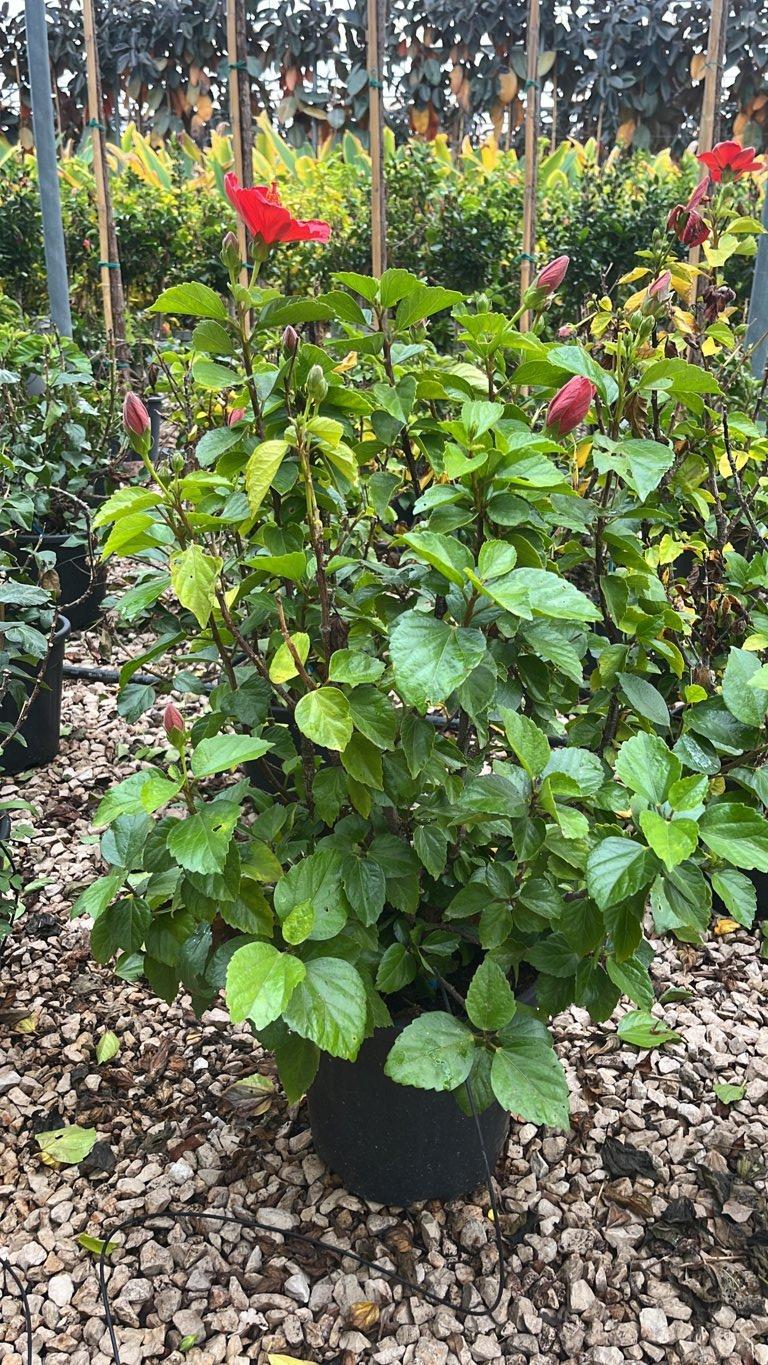 Hibiscus Rosa-Sinensis (Ibisco cinese) — Cespuglio, vaso 9 litri