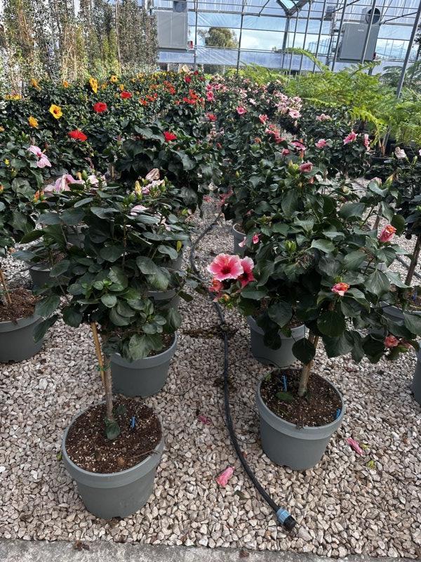 Hibiscus Rosa-Sinensis (Ibisco cinese) — Mini fusto, New Life 26