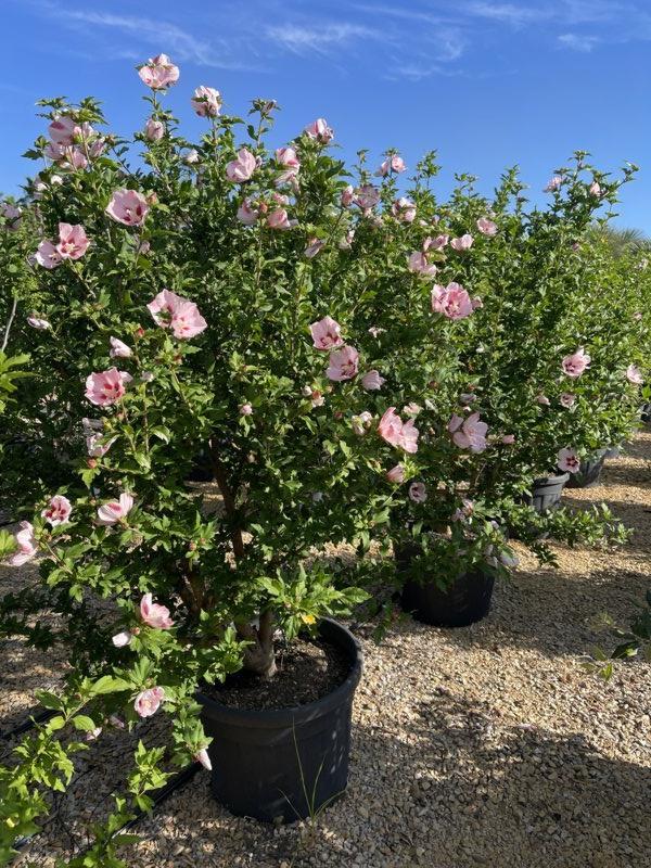 Hibiscus Syriacus Hamabo (Ibisco) — Nuvola, altezza 125/150 cm, vaso 70 litri