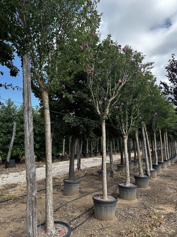 Hibiscus Syriacus in varietà (Ibisco) — Albero, circonferenza 25/30 cm, vaso 90 litri