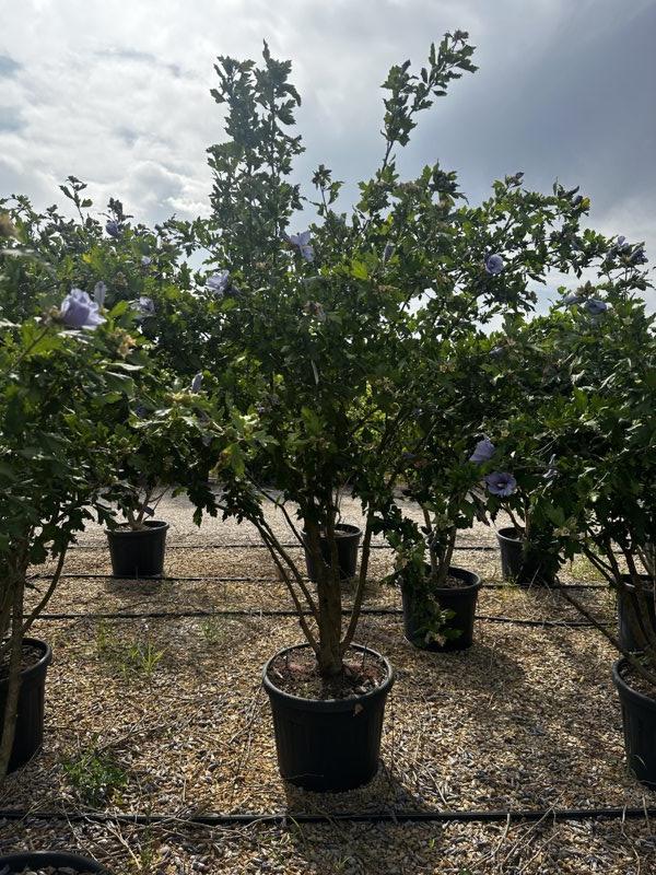 Hibiscus Syriacus Oiseau Bleu (Ibisco) — Nuvola, altezza 125/150 cm, vaso 70 litri