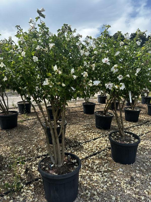 Hibiscus Syriacus Red Heart (Ibisco) — Nuvola, altezza 125/150 cm, vaso 70 litri