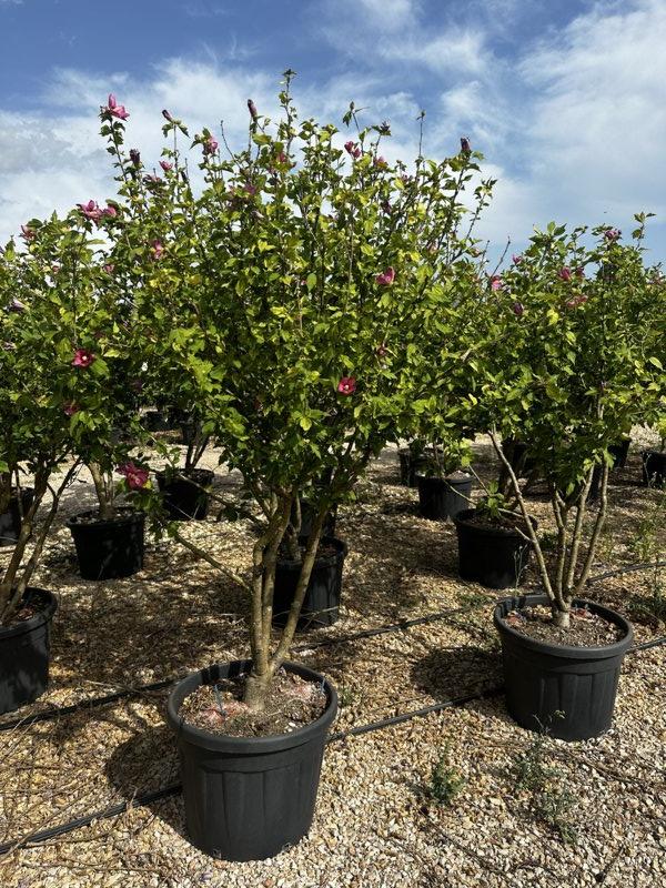 Hibiscus Syriacus Woodbridge (Ibisco) — Nuvola, altezza 150/200 cm, vaso 70 litri