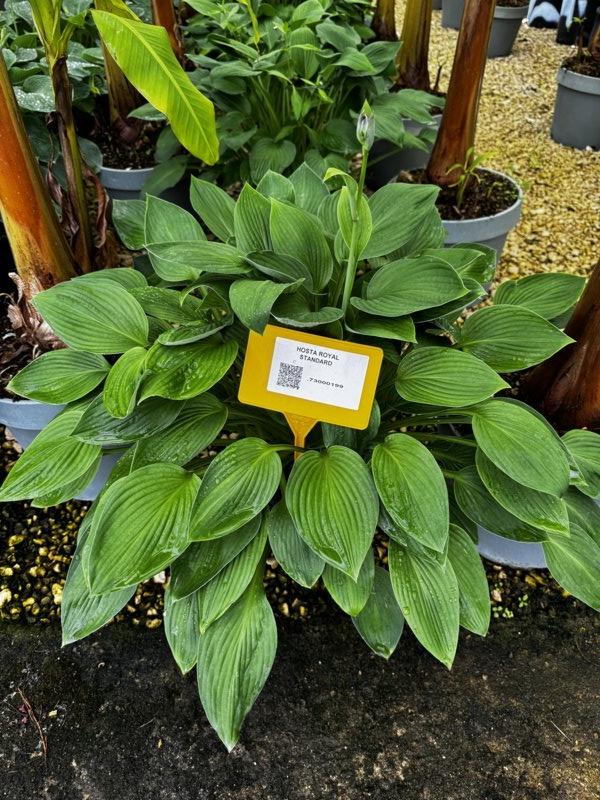 Hosta Royal Standard — Cespuglio, vaso 9 litri