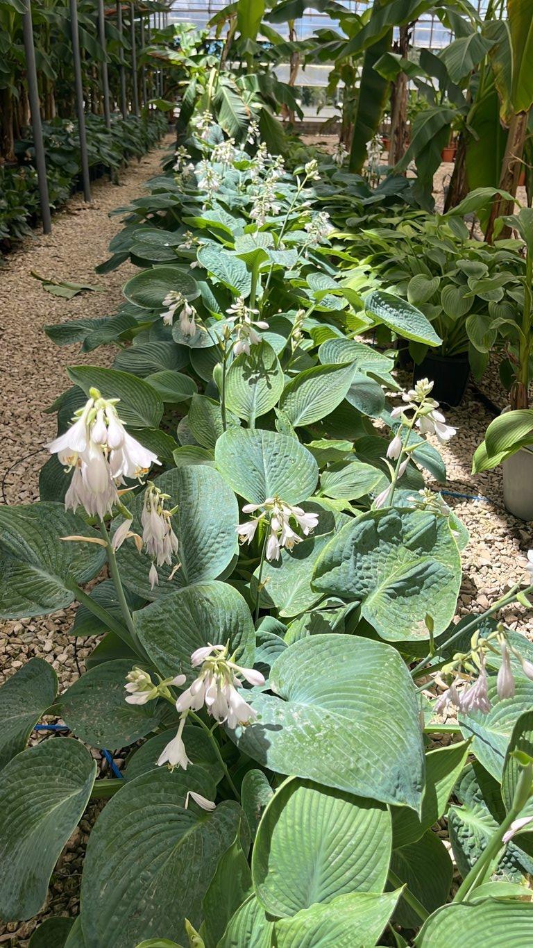 Hosta Sieboldiana Elegans — Cespuglio, vaso 9 litri