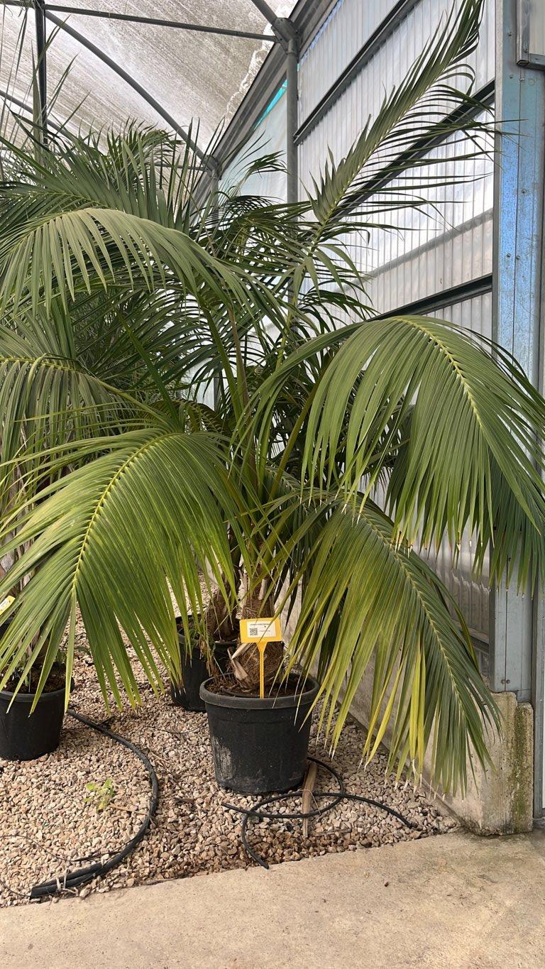 Howea Forsteriana (Kentia) — tronco altezza 50/75 cm, vaso 55 litri