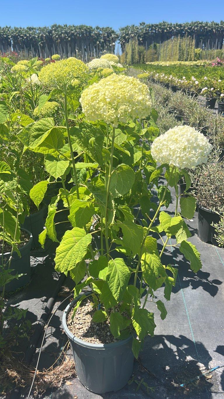 Hydrangea Arborescens Annabelle (Ortensia) — Cespuglio, vaso 9 litri