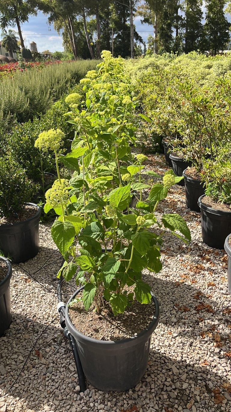 Hydrangea Arborescens Annabelle (Ortensia) — Cespuglio, vaso 30 litri