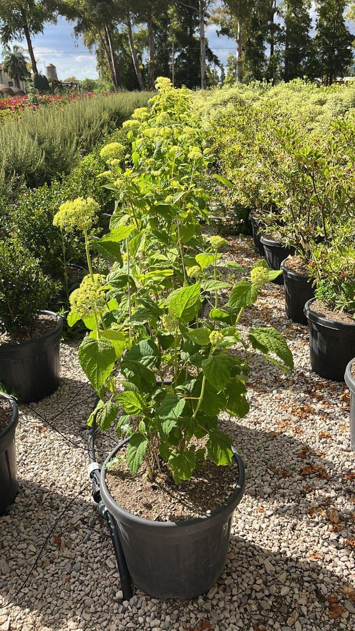 Hydrangea Arborescens Annabelle (Ortensia) — Cespuglio, vaso 30 litri