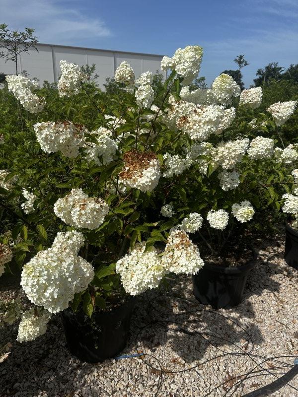 Hydrangea Paniculata in varietà (Ortensia) — vaso 55 litri