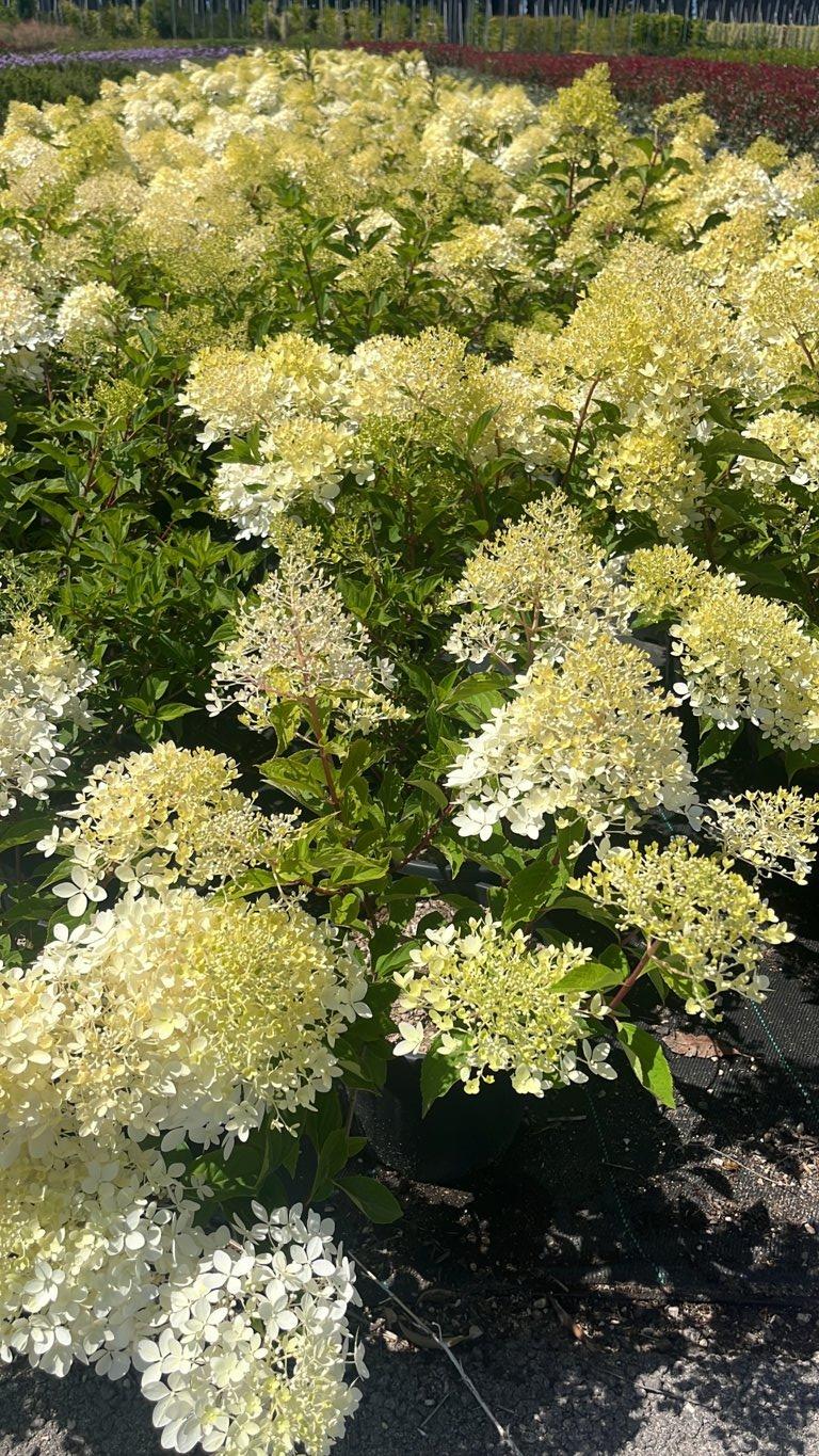 Hydrangea Paniculata Phantom (Ortensia) — Cespuglio, vaso 9 litri