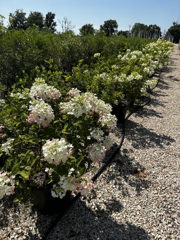 Hydrangea Paniculata Pink Diamond (Ortensia) — vaso 55 litri