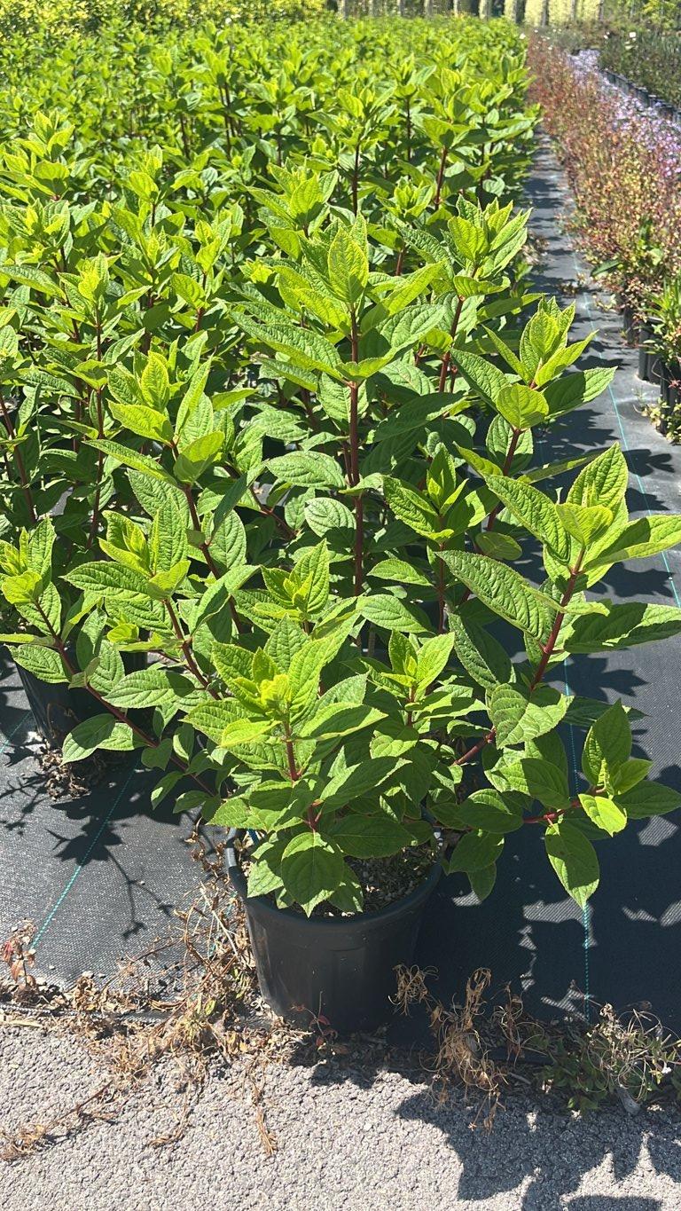 Hydrangea Paniculata Pink Diamond (Ortensia) — Cespuglio, vaso 9 litri
