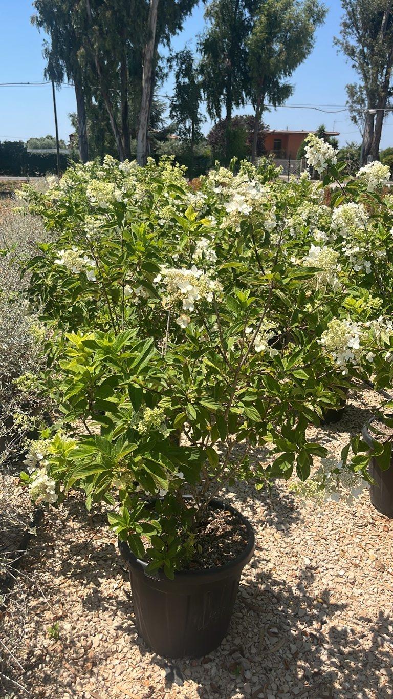 Hydrangea Paniculata Polestar (Ortensia) — Cespuglio, vaso 30 litri