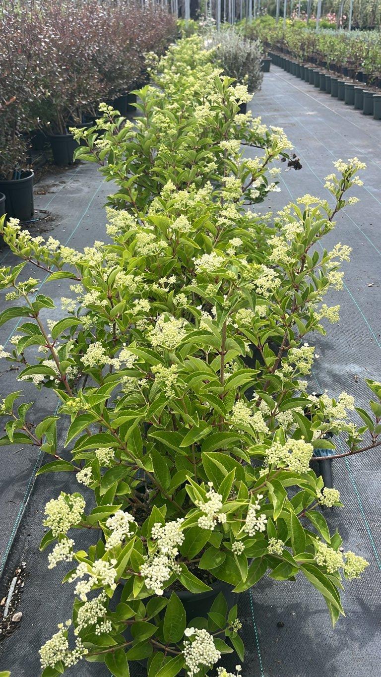 Hydrangea Paniculata Prim White (Ortensia) — Cespuglio, vaso 9 litri
