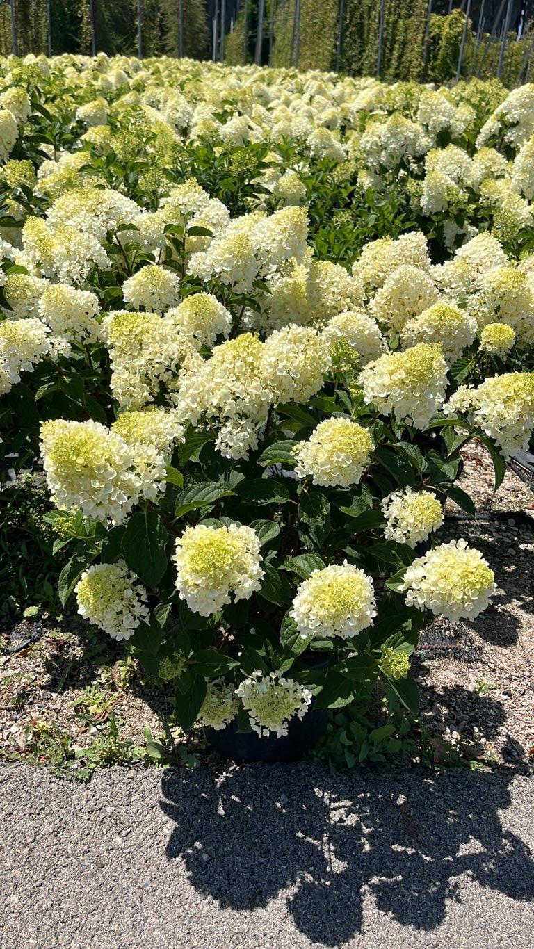 Hydrangea Paniculata Silver Dollar (Ortensia) — Cespuglio, vaso 9 litri
