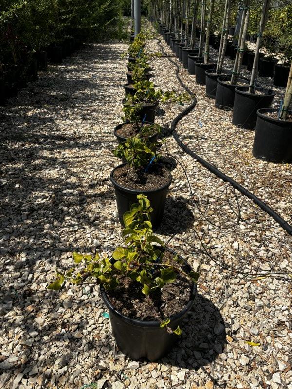 Hydrangea Petiolaris (Ortensia rampicante) — Cespuglio, vaso 9 litri