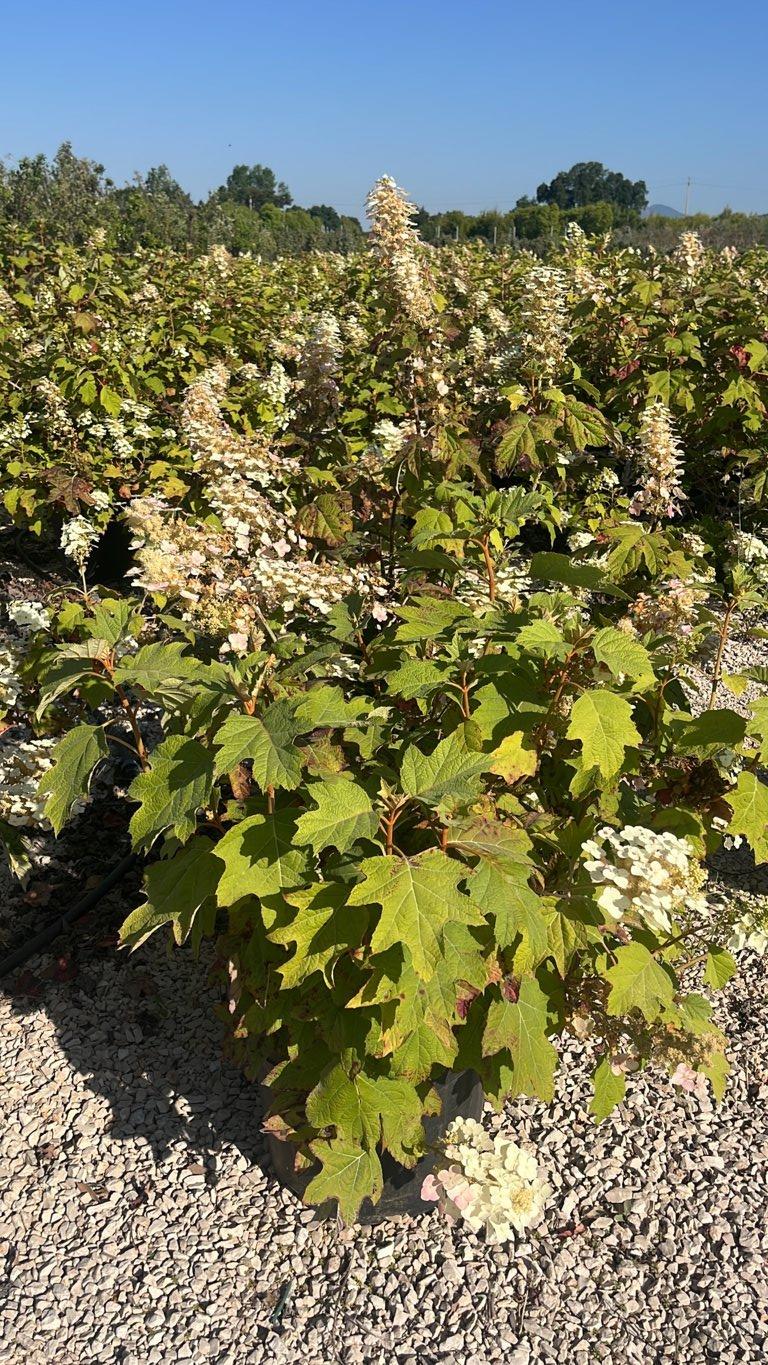Hydrangea Quercifolia Alice (Ortensia) — Cespuglio, vaso 45 litri