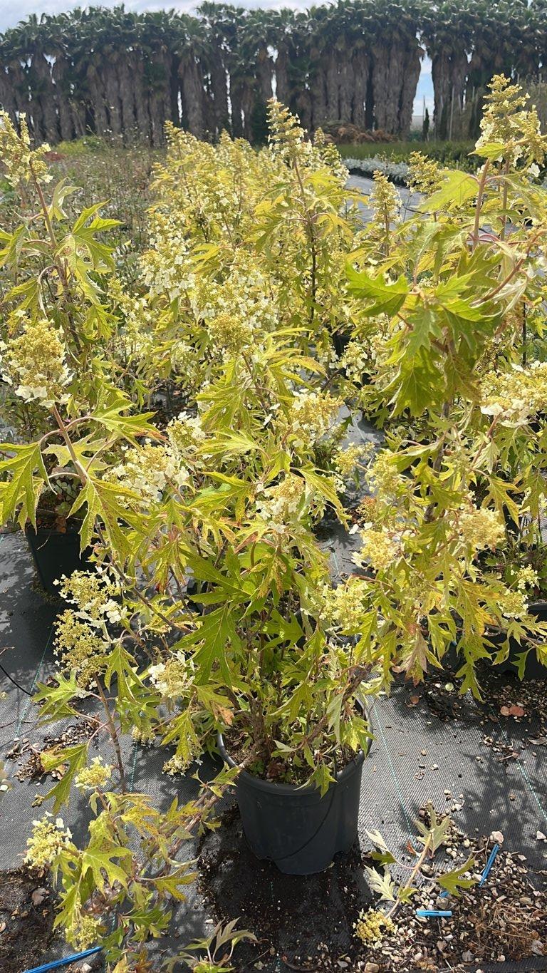 Hydrangea Quercifolia Ice Crystal (Ortensia) — Cespuglio, vaso 9 litri