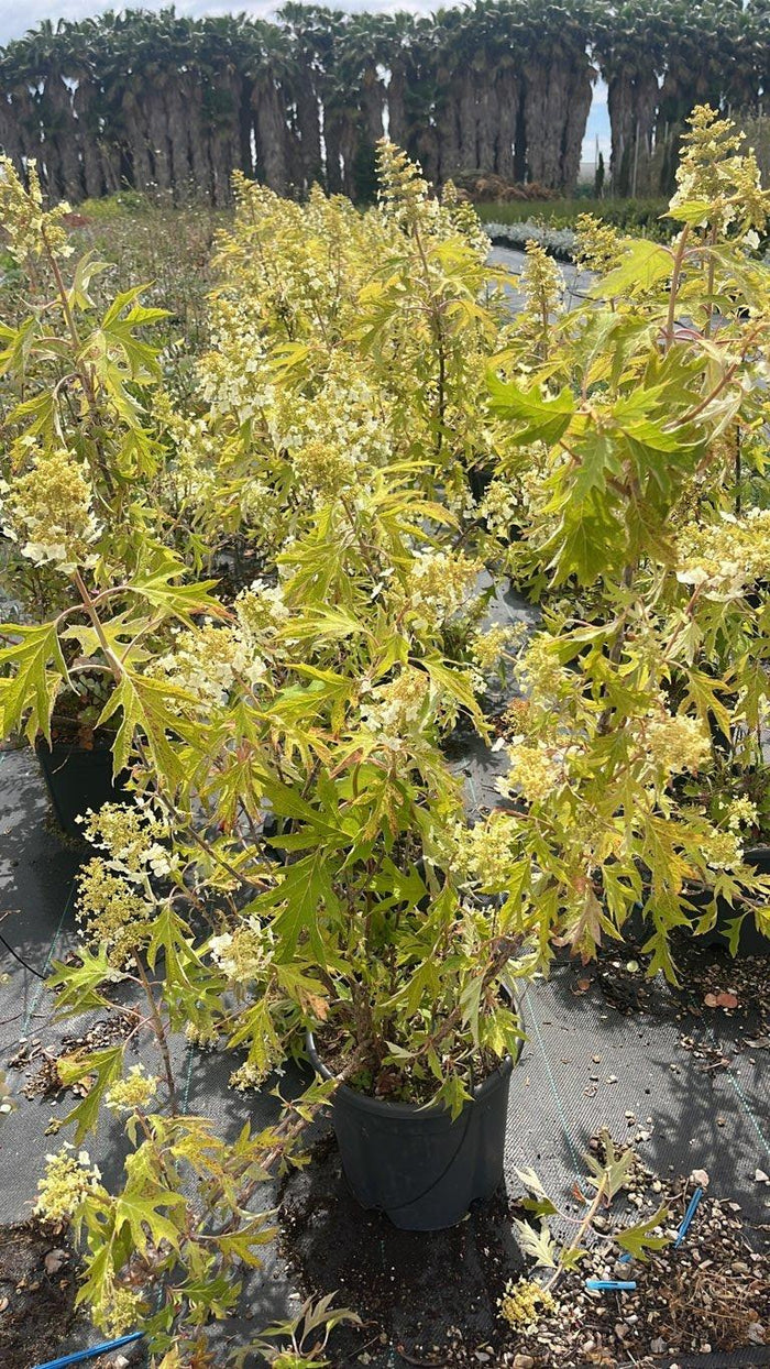 Hydrangea Quercifolia Ice Crystal (Ortensia) — Cespuglio, vaso 9 litri